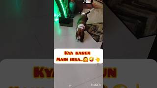 Kya karun main Iska..#shorts#dogshorts#youtubeshorts#cute#funny#dog#basset hound#viral#trending