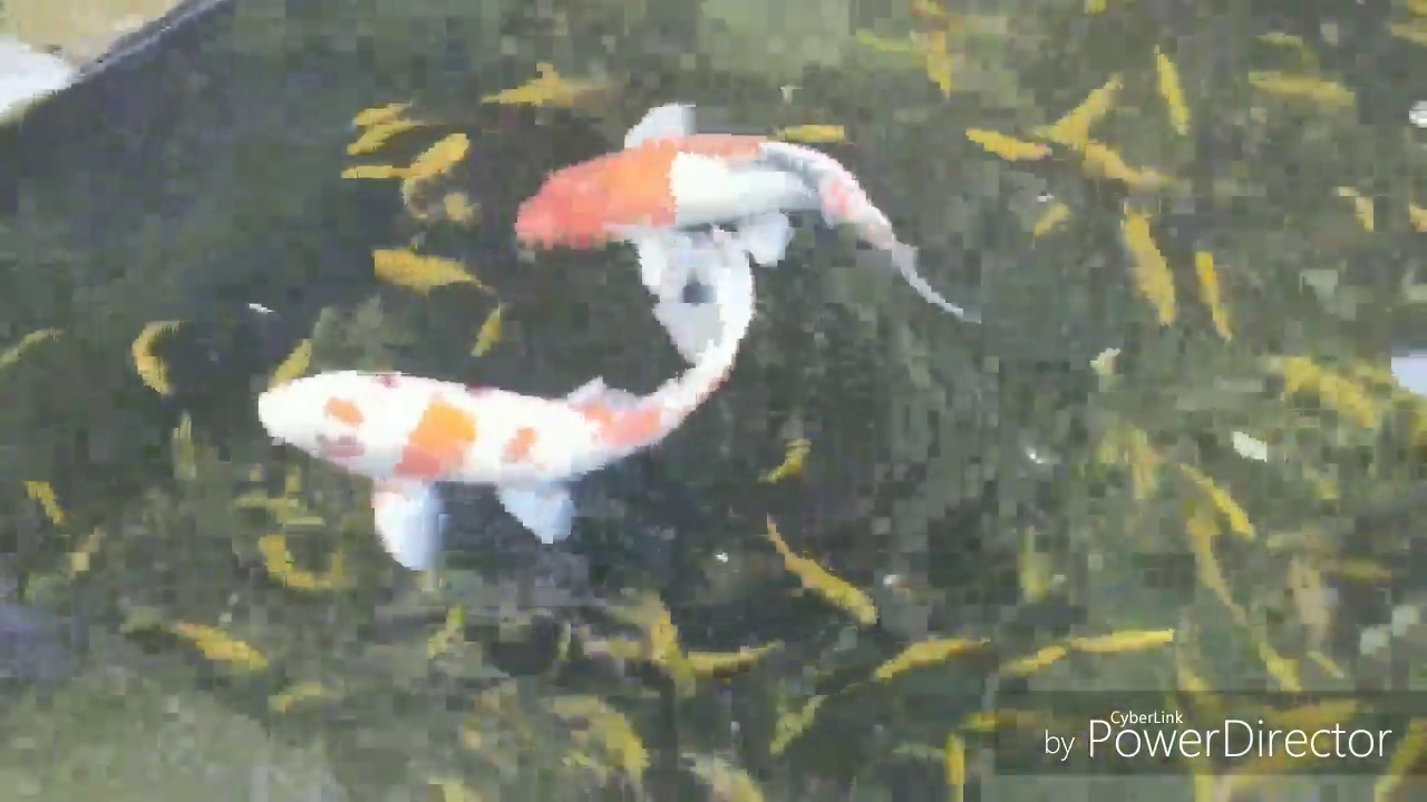 (MUST SEE)!!! Skip's Nature Photos / Snoop's Clients Beautiful Outdoor Pond