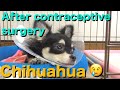 Pitiful chihuahua after contraceptive surgery / チワワ、避妊手術後の姿が痛々しい。゚(゚´Д`゚)゚。