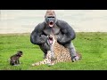 OMG! Leopard Catch Baby Gorilla While Mother Gorilla Hunting Impala – Snake vs Mongoose, Crocodile