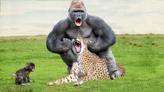 Omg! Leopard Catch Baby Gorilla While Mother Gorilla Hunting Impala – Snake Vs Mongoose, Crocodile