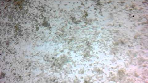 Aquatic Life Lake Lucern