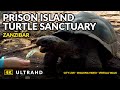 4K Zanzibar Prison Island - Changuu Private Island - Aldabra Giant Tortoise Sanctuary