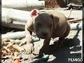 evolución de un (Pitbull) mestizo tipo bull