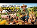 Tratando da turma! Olha a alegria deles quando eu chego com o balde 🌽🐷"🐶🐔