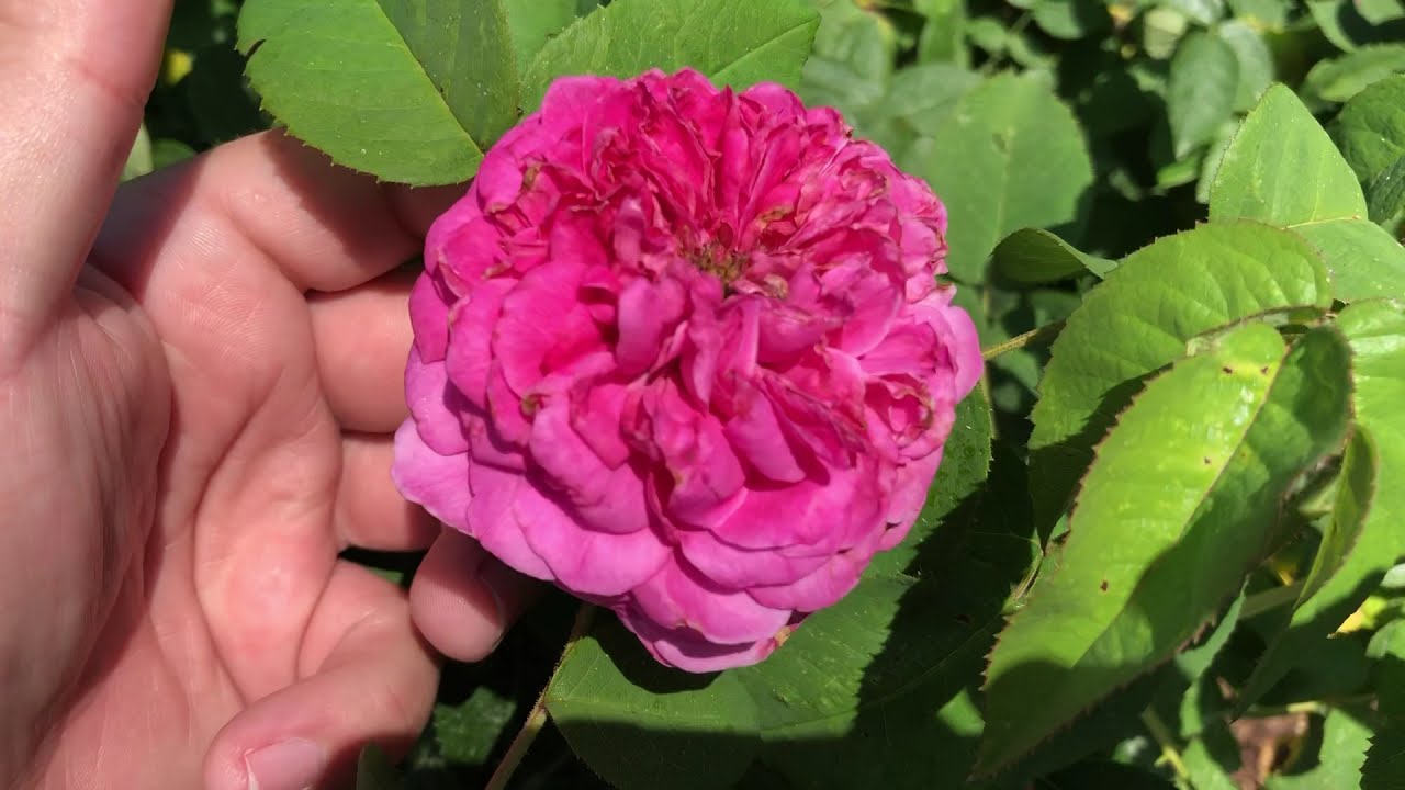 Какие ароматные розы лучшие?