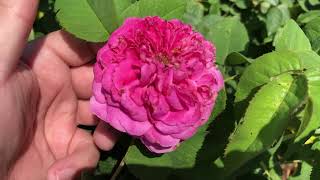 Which Fragrant Roses Are Best