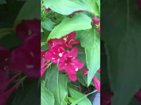 Red Prince Of Weigela