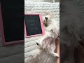 7 lbs 1 oz — Is This a Sweet Treat?! | Frankie's Weigh-In 🐾