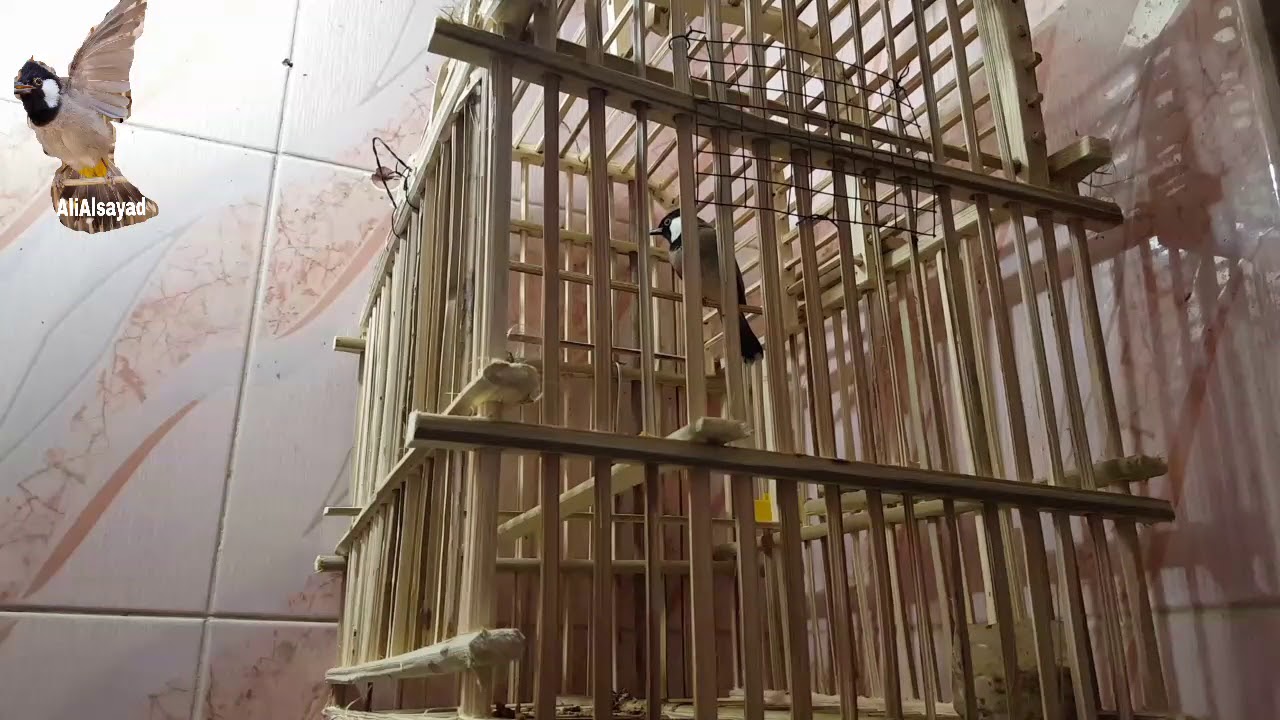 بلابل علاوي طرق خاطئه لترويض البلبل الوحشي عليك تجنبها @ali