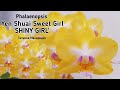 Phalaenopsis Yen Shuai Sweet Girl Shiny Girl Орхидея Сладкая Блестящая девочка | orchid фаленопсис