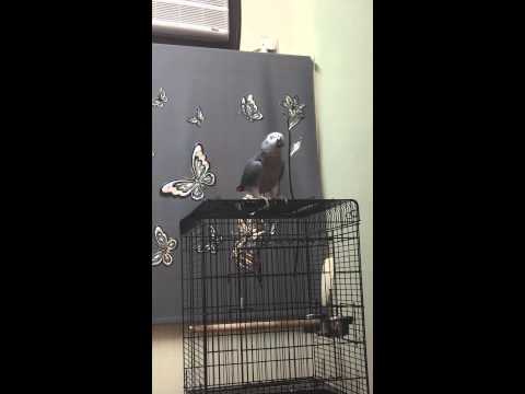 ببغاء نيجيري يقلد صوت القطة