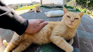 猫島の公園に行ったら、可愛い猫達がゴロゴロと落ちていた