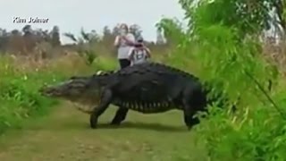 Massive Alligator Spotted at Nature Preserve