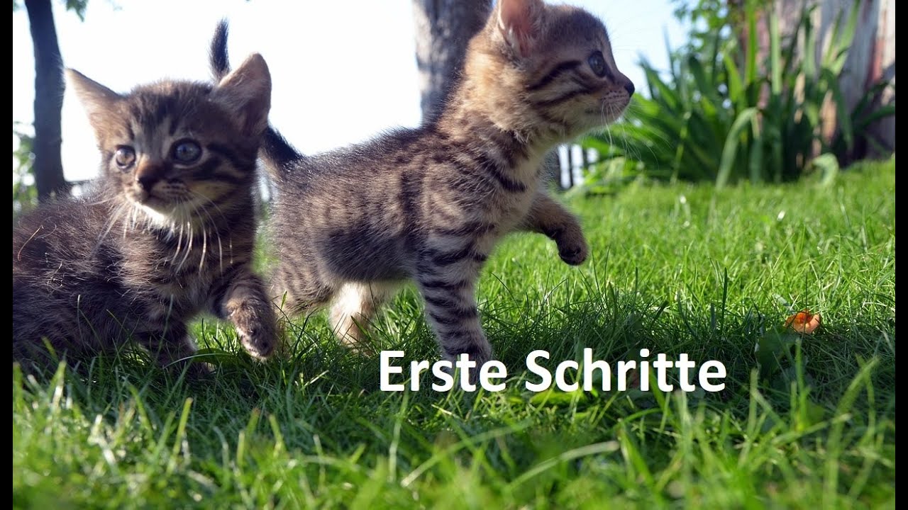 Human Design Deep Dive Mastery - erste Schritte in der Skool Community