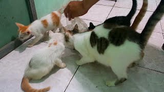 For those who want to keep a cat. [Kitten protection] by Neos Home 564 views 1 year ago 2 minutes, 41 seconds