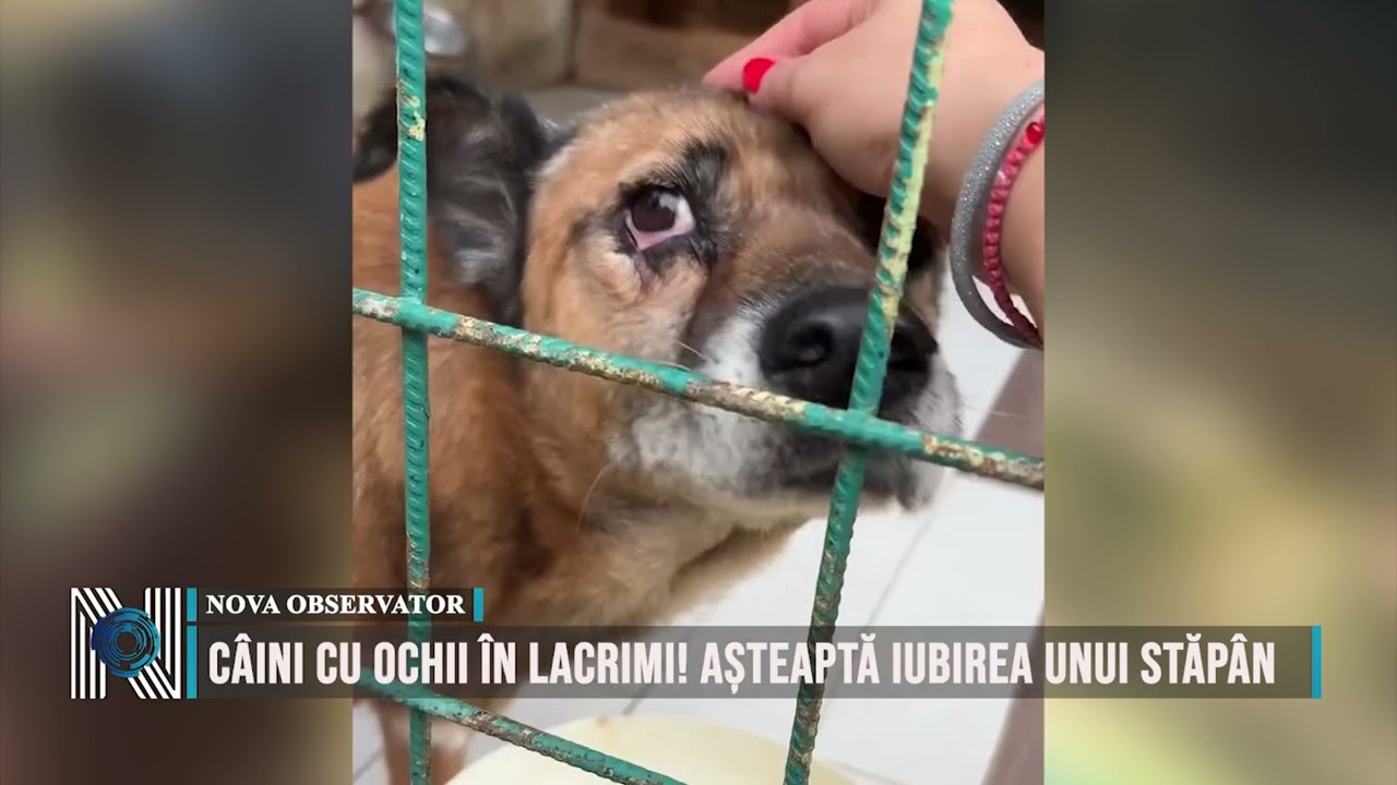CÂINI CU OCHII ÎN LACRIMI! AȘTEAPTĂ IUBIREA UNUI STĂPÂN
