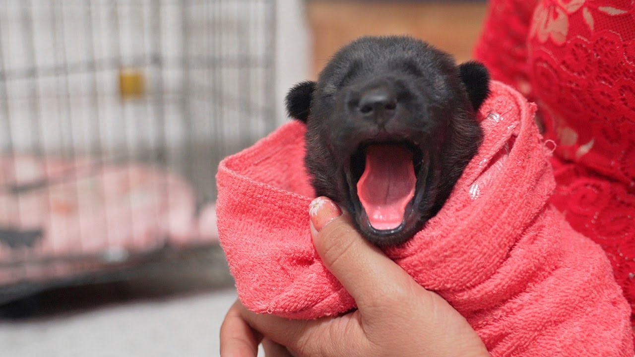Hungry Newborn Puppy Searching Milk From Its Mom