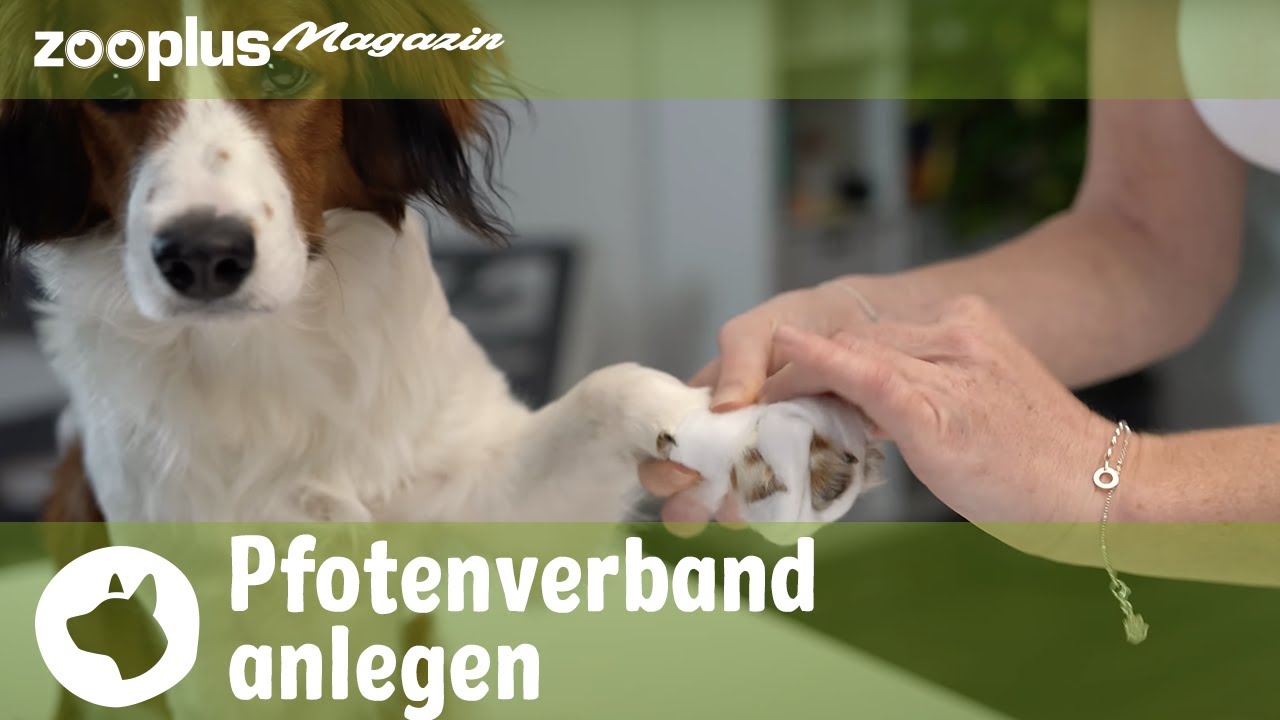 Pfotenverband für den Hund: So verbindest du eine Pfote | Tierarzt Q&A | zooplus.de