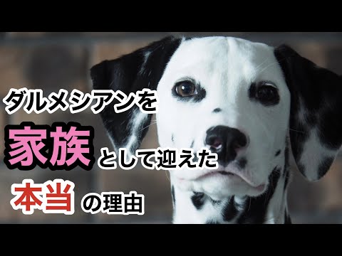 【初公開】大型犬ダルメシアンを家族として迎えた本当の理由をお話ししようと思います。#ダルメシアン#大型犬#犬