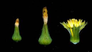 Ursel - The Way You Show Your Love 2017