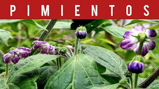 Como Son Las Flores Del Rocoto What Are The Flowers Of Rocoto Pepper Like?