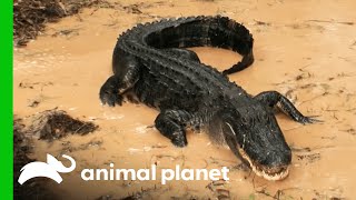 Paul Wrestles Gator In Muddy Swamp | Gator Boys