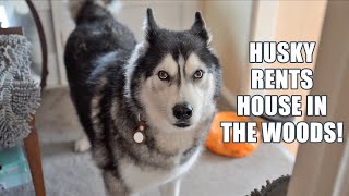 Husky Rents House In The Mountain Woods In Wales! Pt 1 by Jodie Boo 35,044 views 2 months ago 17 minutes