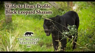 Wild-At-Heart Profile: Black Leopard Shazam || The Wildcat Sanctuary