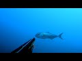 feliz 16 que el 17 se porte igual-pesca submarina, Fuerteventura-spearfishing