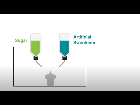 A Gut-to-Brain Circuit Explains Why Animals Prefer Sugar