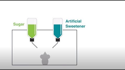 A Gut-to-Brain Circuit Explains Why Animals Prefer Sugar