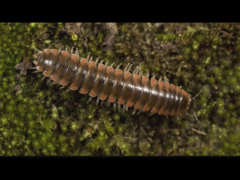 Virginia Tech researcher names millipede after Taylor Swift