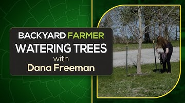 How to Save Drought-Stressed Trees | Watering & Mulching Tips 🌳💧