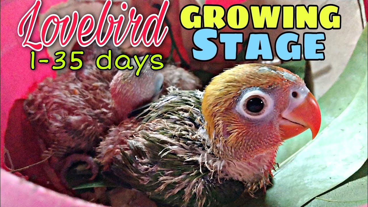 HATCHING OF AFRICAN LOVE BIRDS and budgie chick -Growing Stages 1-35 days