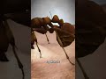usa english shorts video