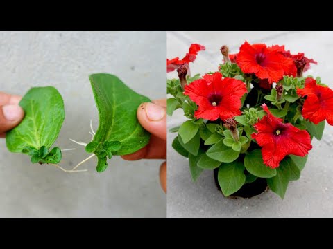 Grow Petunia from leaves || How to grow petunias