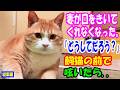 妻が口をきいてくれなくなった。『どうしてだろう』と飼猫の前で呟いたら..【猫の不思議な話】【総集編】