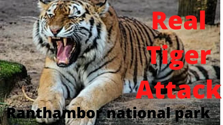 Ranthambore National park | tiger safari| Real tiger attack