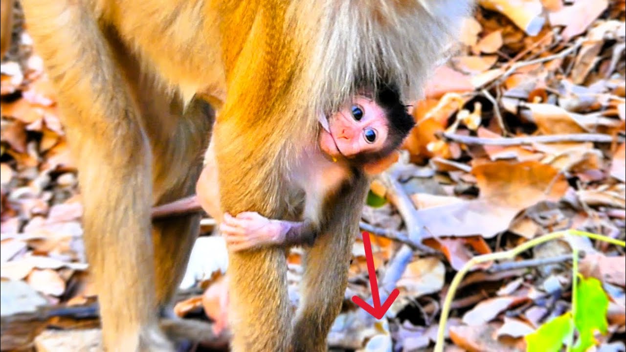 Why This Tiny Baby Monkey Is Missing a Mother’s Care