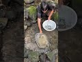 Catching Abundant Fish Trapped in Dried-Up Creek Pools! 🐟