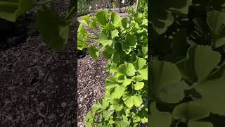 Ginkgo Biloba Troll