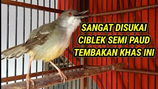 ciblek semi gacor, suara khas sangat DISUKAI ciblek semi belajar bunyi