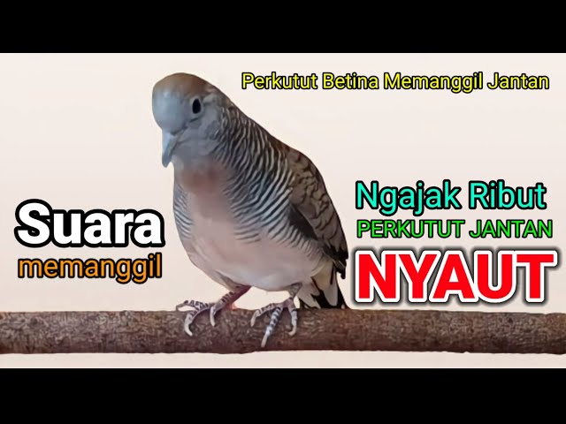 suara perkutut lokal gacor suara merdu - PERKUTUT BETINA MEMANGGIL JANTAN (JUARANYA PANCINGAN) class=