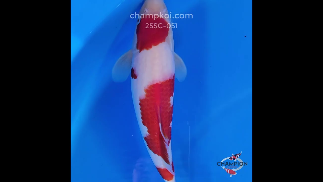 ミュージシャン KOHAKU Fish and lips Koi for Sale: 34cm Matsue Kohaku | ChampKoi - Champion