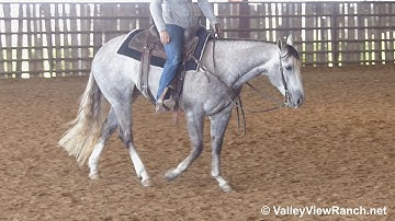 RVR Quakin Lil Cat - bridle, spins, jog, lope-offs, big stops! - ValleyViewRanch.net