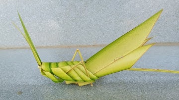 Cách làm con cào cào bằng lá dừa đơn giản nhất  (c 3)