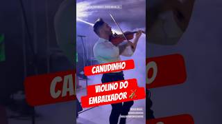 Canudinho - Gusttavo Lima ( Violin Solo) #violin #canudinho #festa #show