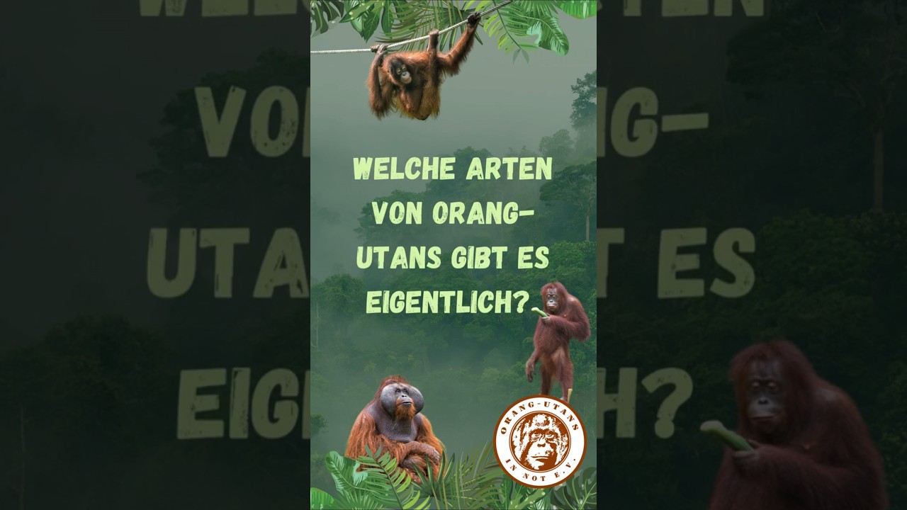 Welche Arten von Orang-Utans gibt es?