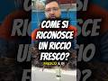 ✅ Ti piacciono i ricci? #pescheria #ricci #fyp #neiperte #viral